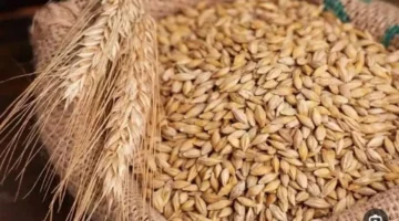 سعر الأرز.. تحديث اليوم الثلاثاء 9 ديسمبر 2025 وتغييرات الأسعار في الأسواق المحلية